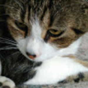 Meet your Posher, Laurence